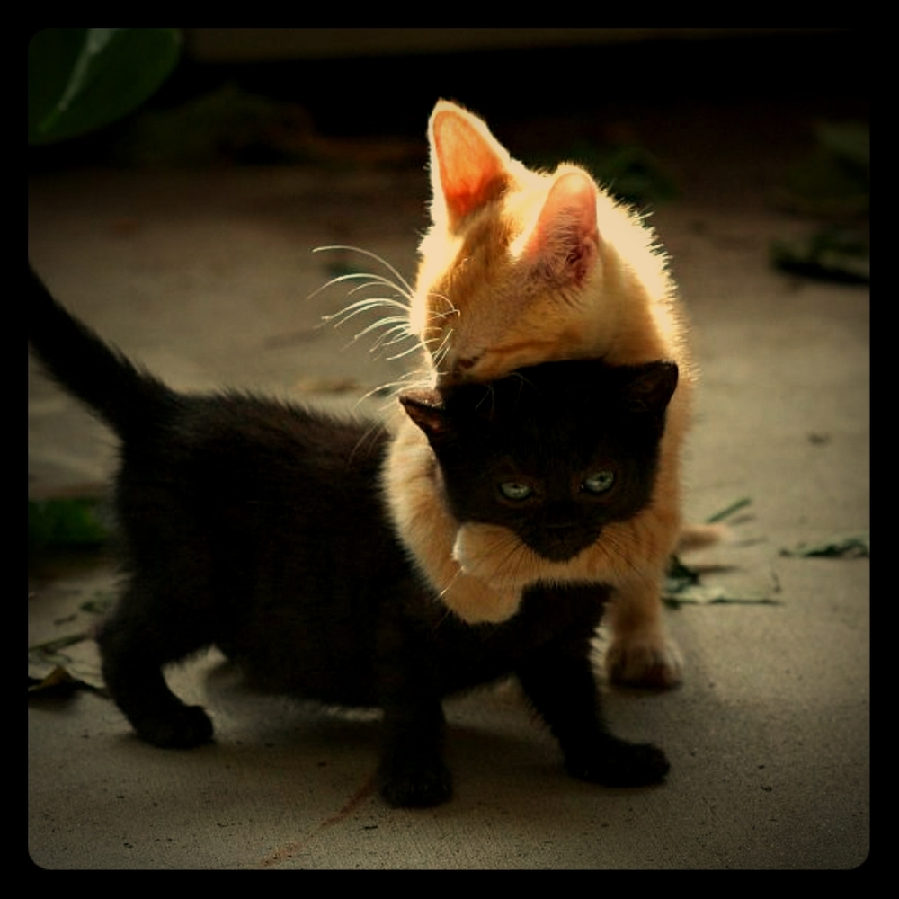 Meet your Posher, Sweet Chocolate